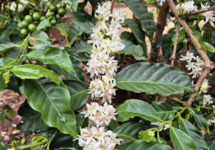 Kenya AA Murage